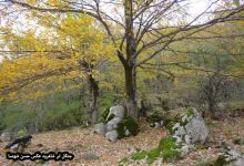 گزارش تصویری از فصل پاییز در جنگل ابر شاهرود